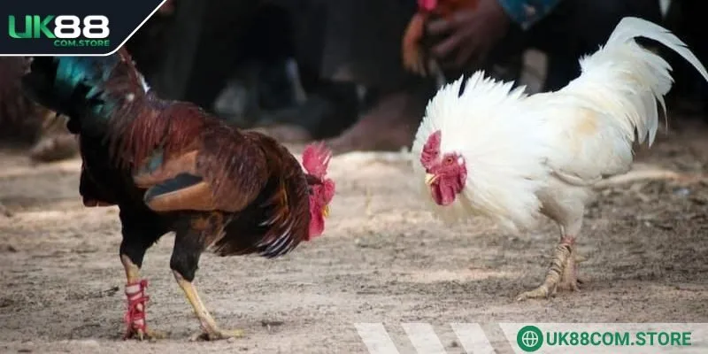 Các bạn cần phải tập trung cao độ để quan sát những chiến kê